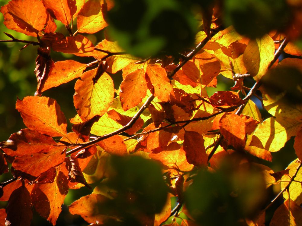 Feuilles d'automne et lumière