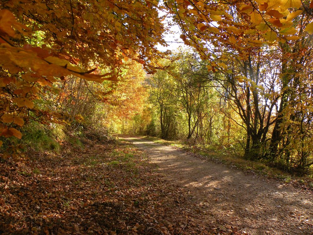 Sentier en automne