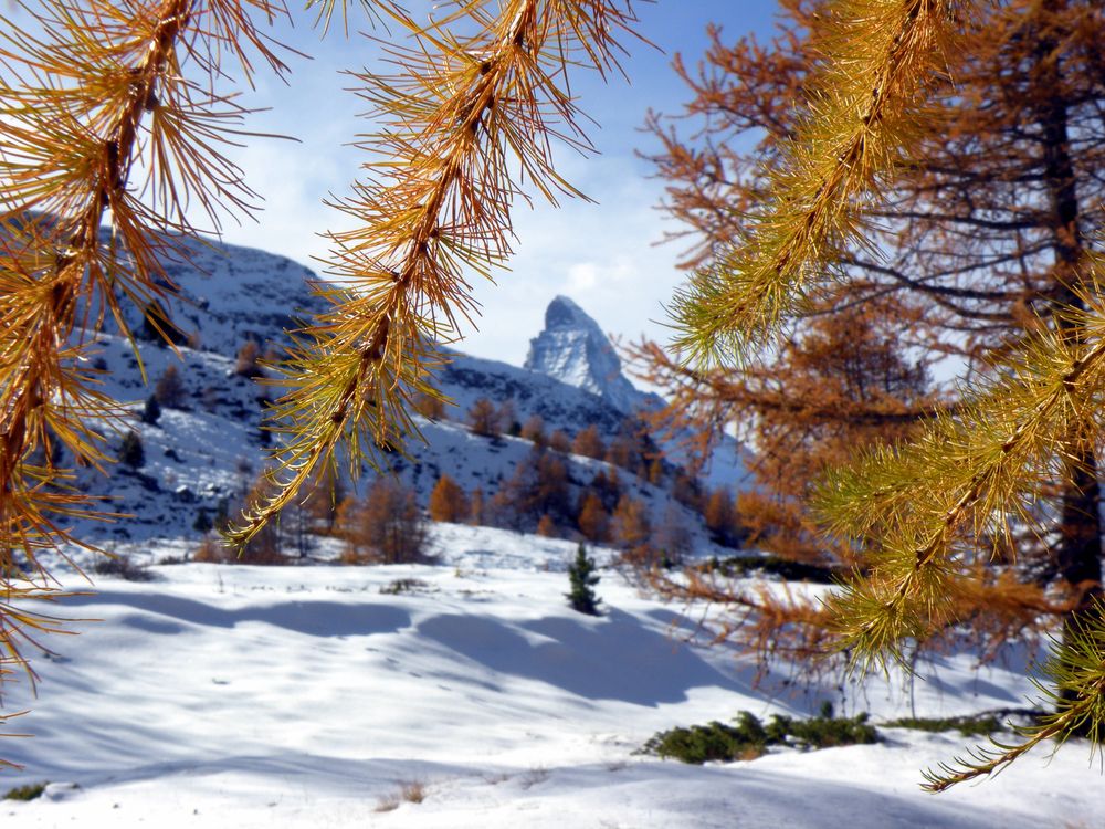 Automne mélèze et neige