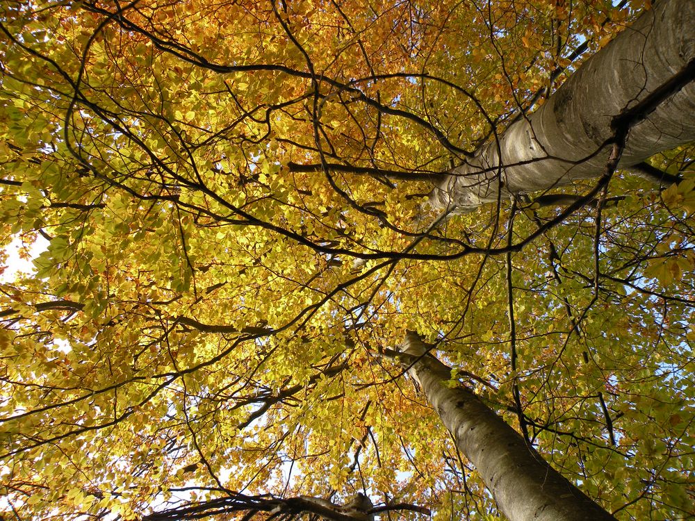 Sous bois en automne