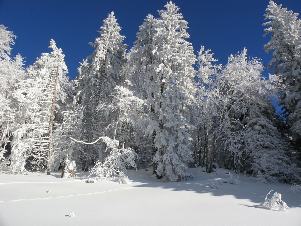 blanc partout en hiver