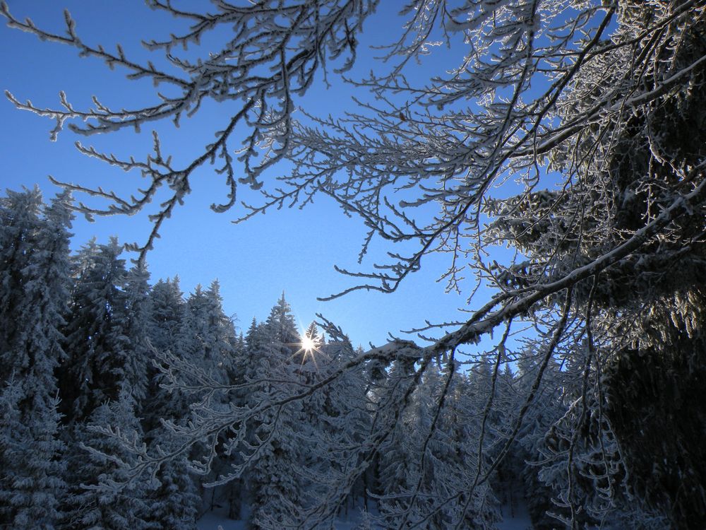 soleil et arbres givrés en hiver