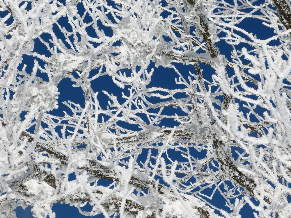 branches et givre dans le soleil