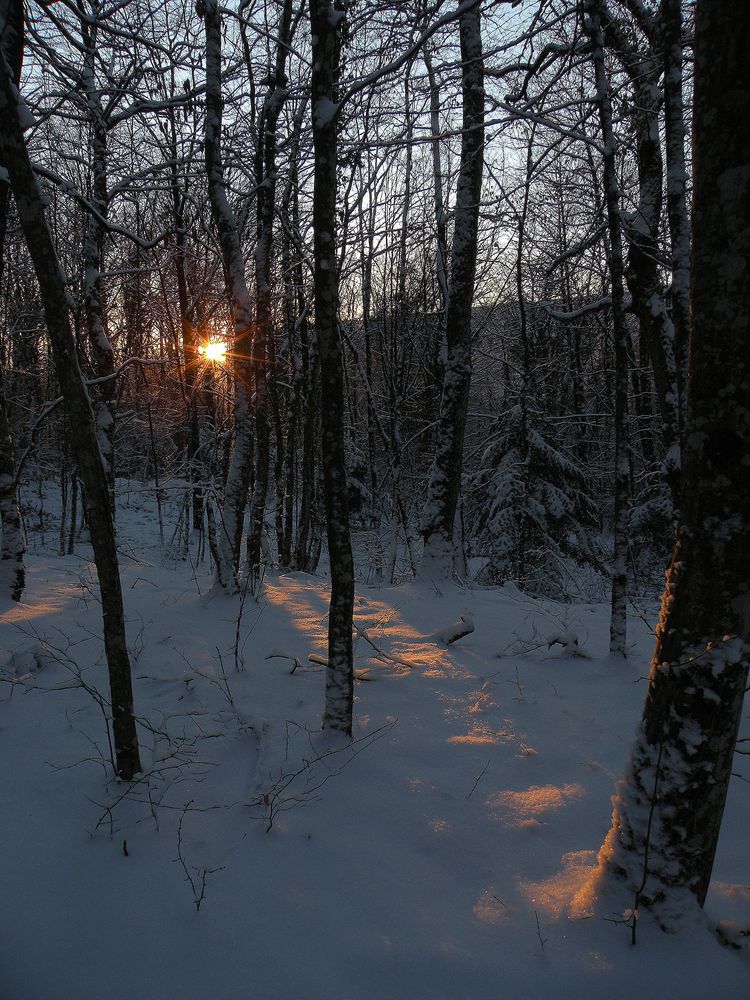 rayon de soleil dans les arbres en hiver