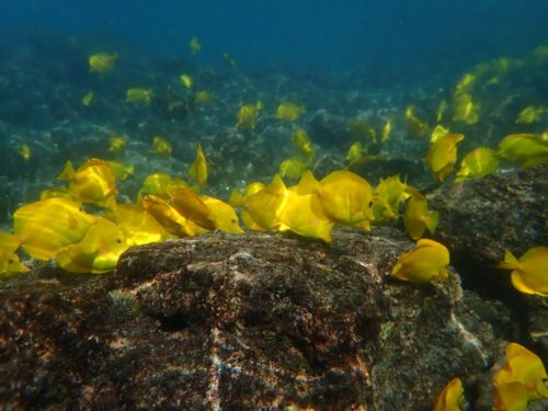 poisson vue sous-marine